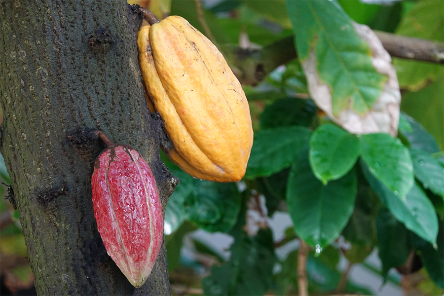カカオ豆へのこだわり